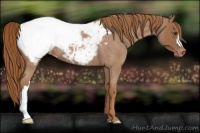 Horse Color:Red Roan Appaloosa 