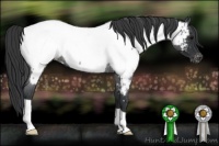 Horse Color:Blue Roan Appaloosa Rabicano 