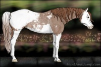 Horse Color:Red Roan Splash Appaloosa Rabicano 