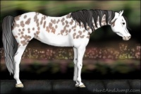 Horse Color:Bay Roan Splash Appaloosa
