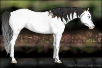 Horse Color:Brown Roan Splash Appaloosa 