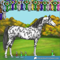 Horse Color:Blue Roan Appaloosa 