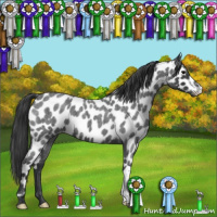 Horse Color:Blue Roan Appaloosa