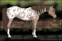 Horse Color:Classic Champagne Roan Near Leopard 
