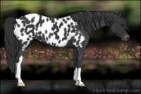 Horse Color:Black Appaloosa 