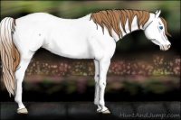 Horse Color:Red Roan Splash Appaloosa Rabicano 