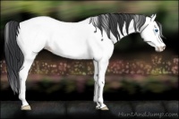 Horse Color:Black Splash Appaloosa Rabicano 