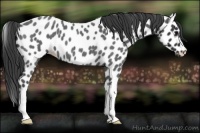 Horse Color:Blue Roan Appaloosa 