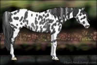 Horse Color:Black Leopard Rabicano 