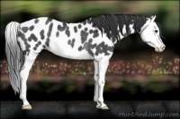 Horse Color:Blue Roan Splash Appaloosa Rabicano 