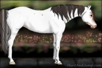 Horse Color:Bay Roan Appaloosa 