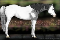 Horse Color:Blue Roan Splash Appaloosa Rabicano 