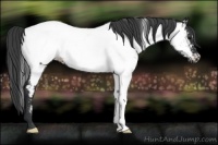 Horse Color:Black Fewspot Rabicano 