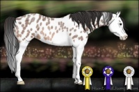 Horse Color:Bay Roan Splash Appaloosa Rabicano