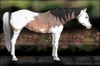 Horse Color:Bay Roan Splash Appaloosa 