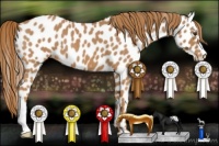 Horse Color:Red Roan Appaloosa 