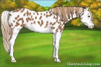 Horse Color:Chestnut Splash Appaloosa 