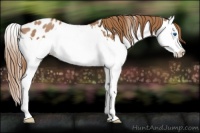 Horse Color:Red Roan Splash Appaloosa Rabicano 