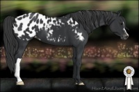 Horse Color:Black Appaloosa 