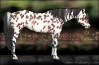 Horse Color:Bay Appaloosa Rabicano 