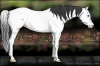 Horse Color:Blue Roan Splash Appaloosa 