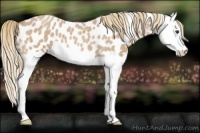 Horse Color:Red Roan Splash Appaloosa 