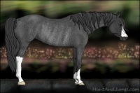 Horse Color:Blue Roan Rabicano 