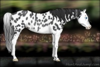 Horse Color:Blue Roan Splash Appaloosa Rabicano 