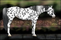 Horse Color:Blue Roan Appaloosa 