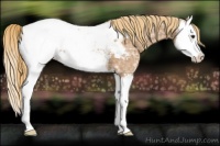 Horse Color:Chestnut Ice Splash Appaloosa 