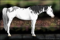 Horse Color:Blue Roan Splash Appaloosa Rabicano 