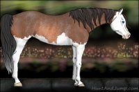 Horse Color:Bay Roan Splash Rabicano 