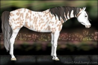 Horse Color:Bay Roan Splash Leopard Rabicano 