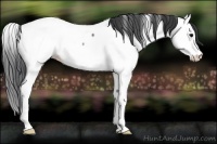Horse Color:Blue Roan Splash Fewspot Rabicano 