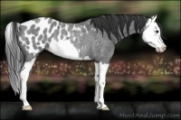 Horse Color:Blue Roan Splash Appaloosa Rabicano 