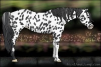 Horse Color:Blue Roan Appaloosa 