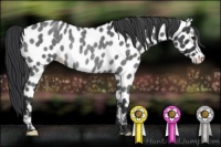 Horse Color:Blue Roan Appaloosa Rabicano 