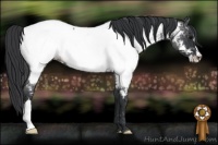 Horse Color:Blue Roan Appaloosa Rabicano 