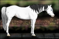 Horse Color:Blue Roan Splash Appaloosa Rabicano 