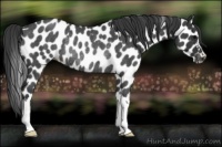 Horse Color:Blue Roan Appaloosa Rabicano 
