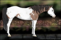 Horse Color:Bay Roan Splash Appaloosa 