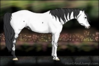 Horse Color:Black Near Fewspot Rabicano 