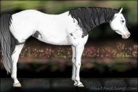 Horse Color:Blue Roan Splash Appaloosa Rabicano 