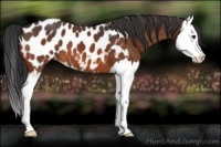 Horse Color:Brown Splash Near Leopard 
