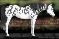 Horse Color:Blue Roan Splash Appaloosa 