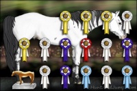 Horse Color:Blue Roan Appaloosa