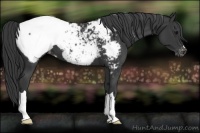 Horse Color:Black Near Fewspot 