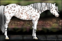 Horse Color:Bay Roan Appaloosa Rabicano 