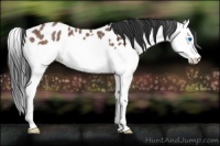 Horse Color:Bay Roan Splash Appaloosa 