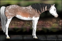 Horse Color:Bay Ice Splash 